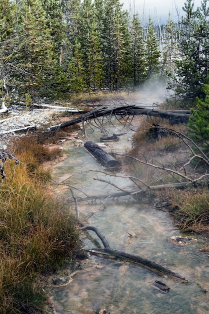 Árvores mortas em um riacho de Yellowstone