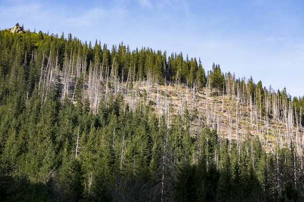 Árvores mortas na floresta. Esta fotografia mostra condições de seca e mudanças climáticas.