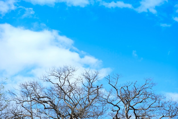 Árvores mortas no céu azul