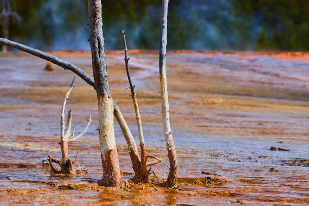 Árvores mortas no escoamento do gêiser e piscinas em Yellowstone