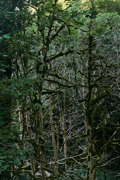 Árvores murchas com musgo Buxus colchica na floresta de buxo devido à invasão da mariposa do buxo no Cáucaso, na Rússia