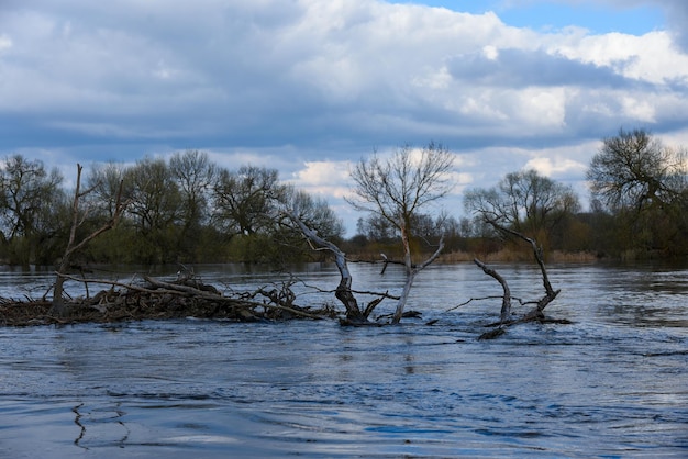 Árvores murchas encalhadas no rio