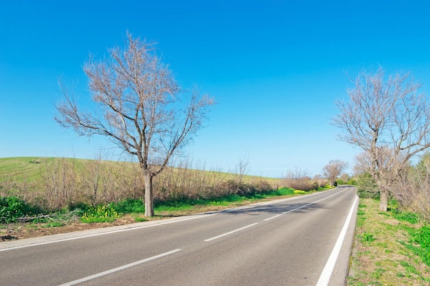 Árvores na beira da estrada na Sardenha Itália