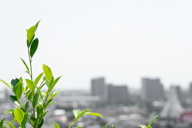 Árvores na cidade, com espaço de cópia. Natureza e meio ambiente no conceito de cidade.