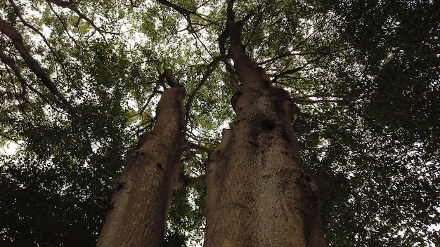 Árvores na floresta capturadas de baixo para cima