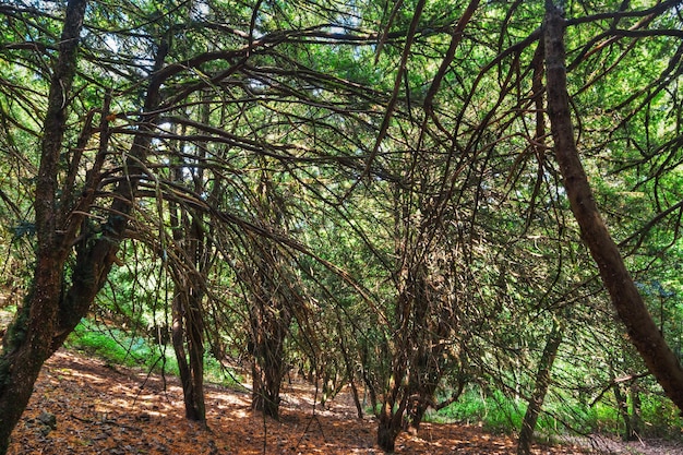 Árvores na floresta de Burgos na Sardenha