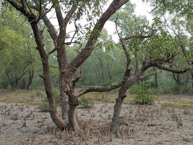Árvores na floresta de mangue no norte da Tailândia