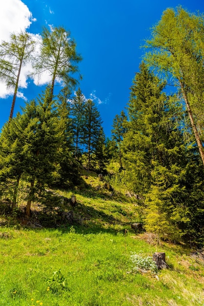 Árvores na floresta de montanhas Davos Graubuenden Suíça