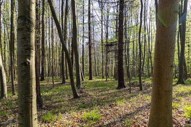 Árvores na floresta dinamarquesa