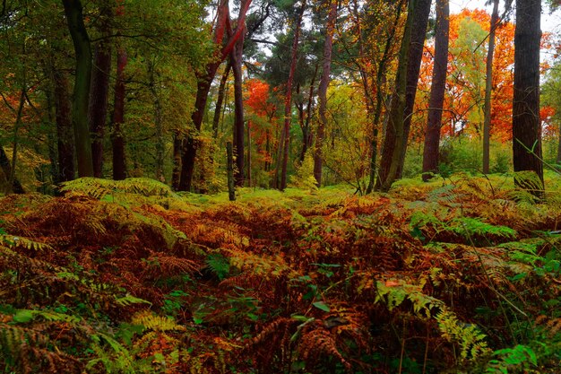 Árvores na floresta durante o outono