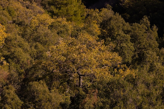 Árvores na floresta nas montanhas