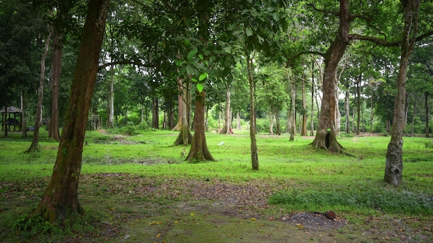 Árvores na floresta tropical