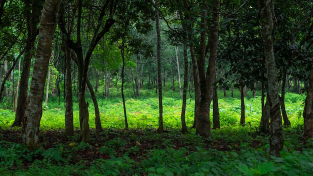 Árvores na floresta tropical