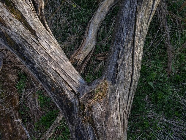 Árvores na floresta