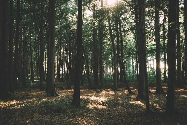 Árvores na floresta