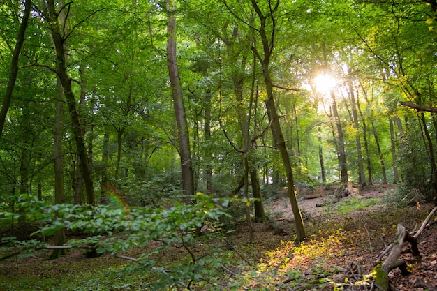 Árvores na floresta