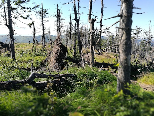 Árvores na floresta