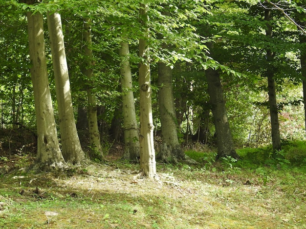 Árvores na floresta