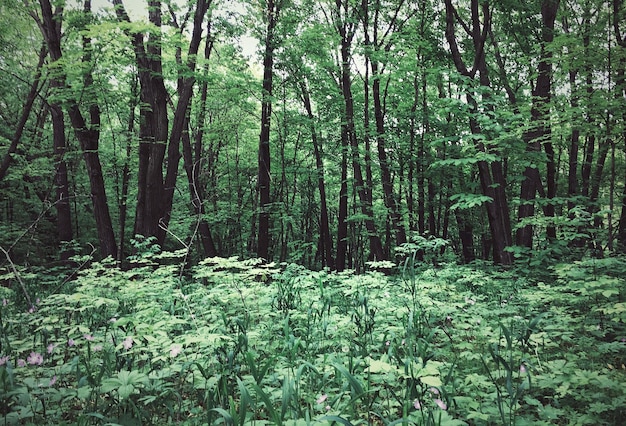 Árvores na floresta