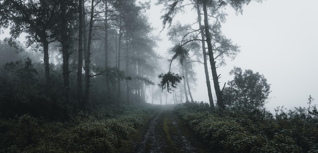 Árvores na floresta