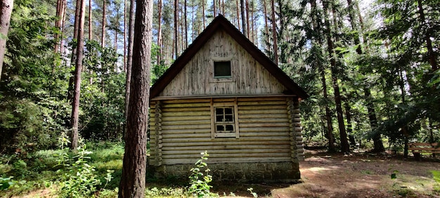 Árvores na floresta