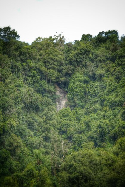 Árvores na floresta