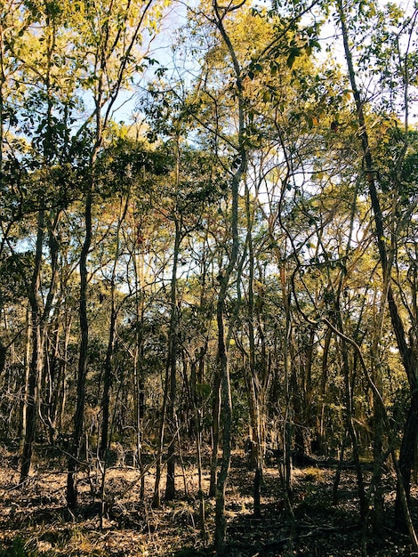 Árvores na floresta