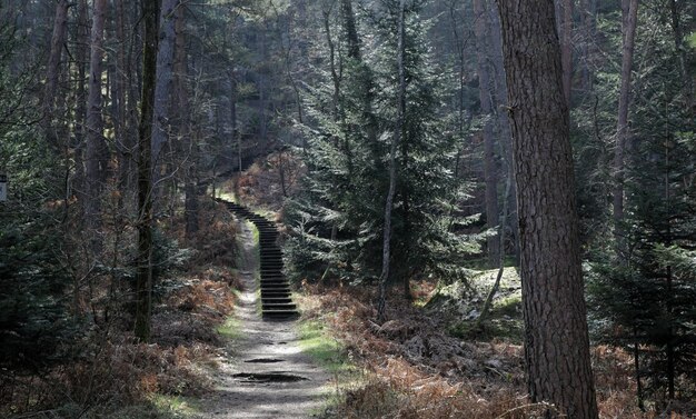 Árvores na floresta