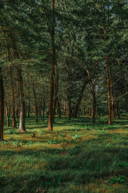 Árvores na floresta