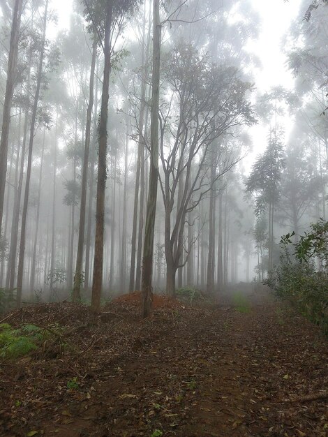 Árvores na floresta