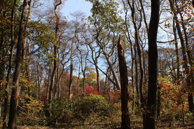 Árvores na floresta