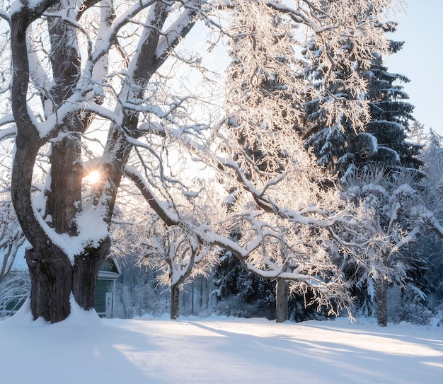 Árvores na geada em um dia ensolarado de inverno