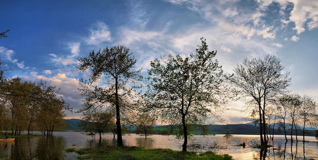 Árvores na margem do rio