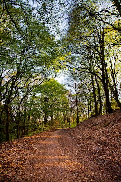 Árvores na natureza no conceito de parque ao ar livre