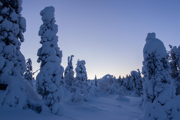 Árvores na neve ao amanhecer