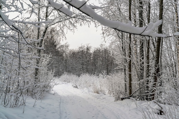 Árvores na neve em uma estrada florestal. Paisagem de inverno. Região de Leningrado.