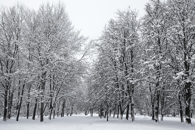 Árvores na neve. Fundo de inverno.