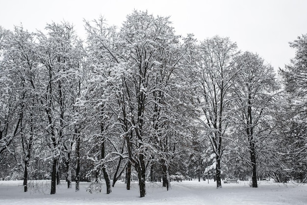 Árvores na neve. Fundo de inverno.