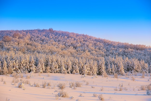 Árvores na neve no inverno no contexto do céu azul