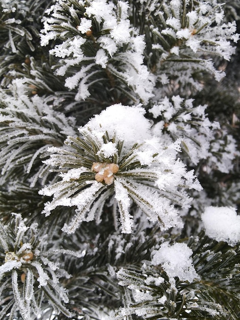 Árvores na neve