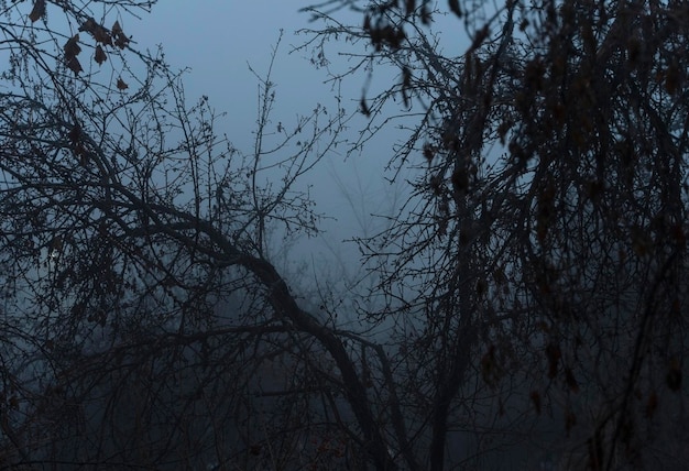 Árvores na névoa ao entardecer