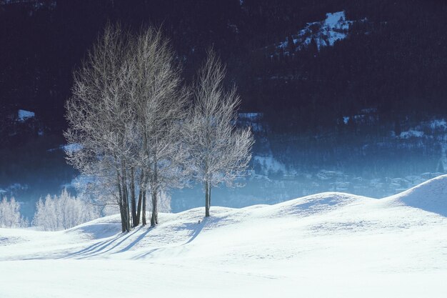 Árvores na paisagem coberta de neve contra o céu