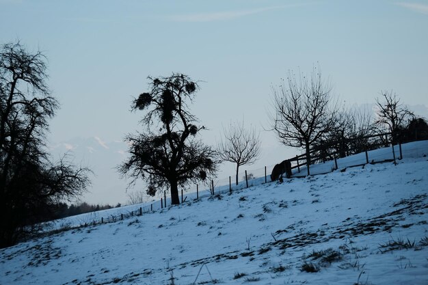 Árvores na paisagem coberta de neve contra o céu