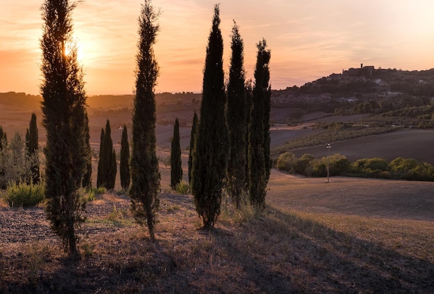 Árvores na paisagem contra o céu ao pôr-do-sol