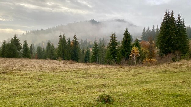 Árvores na paisagem contra o céu