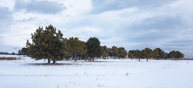 Árvores na paisagem de neve