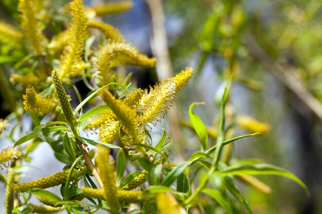 Árvores na primavera, folhas verdes jovens nas árvores na primavera