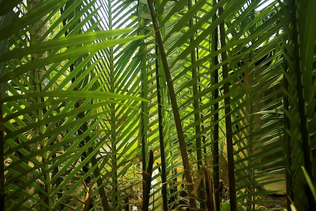 Árvores na selva da Ásia