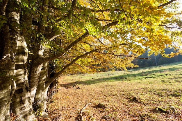 Árvores na temporada de outono