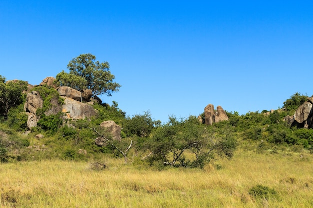 Árvores nas falésias e rochas em Serengeti. Tanzania, Africa